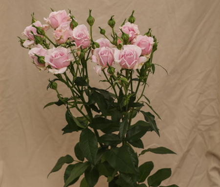 ROSE BR. PINK ESSENCE 40